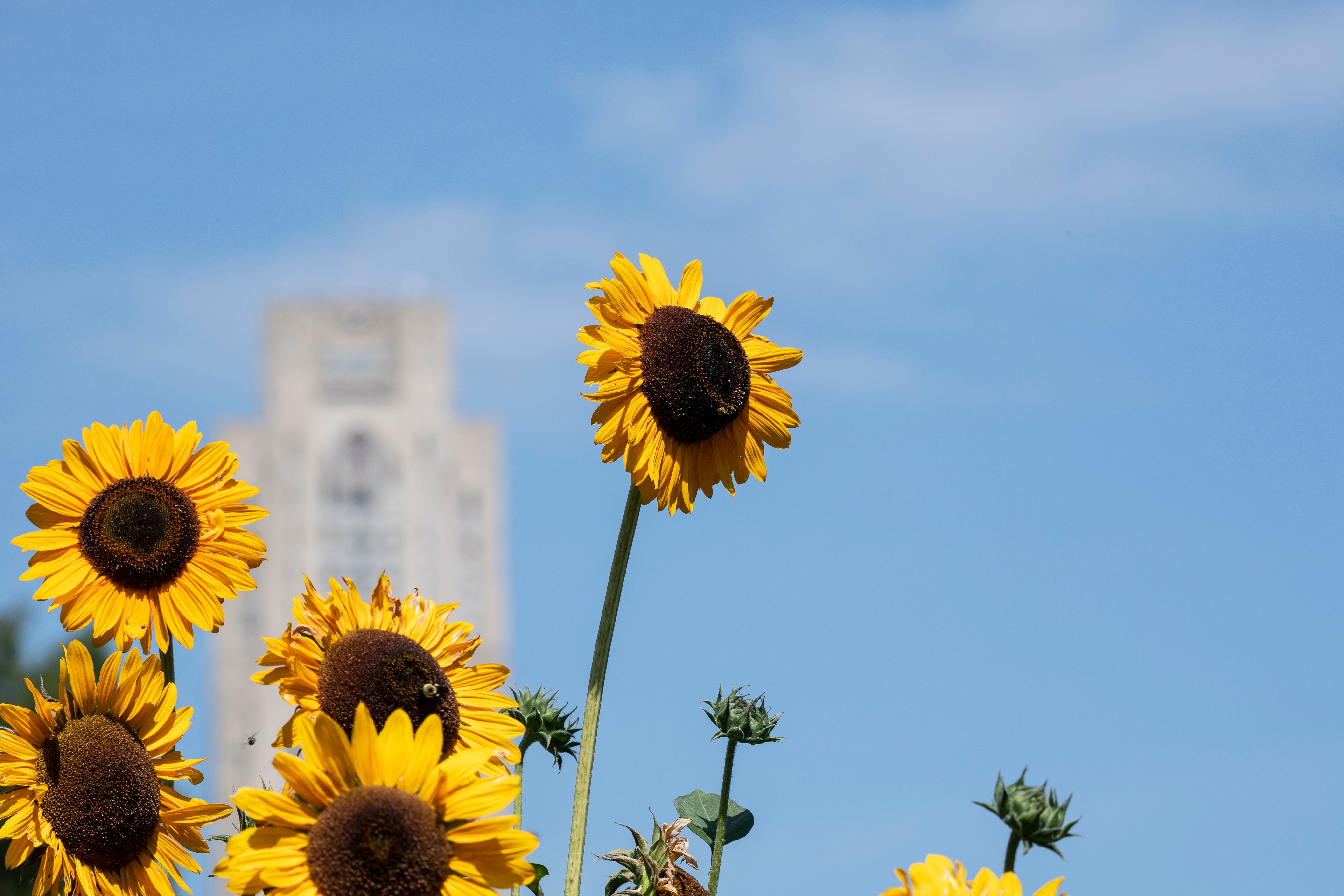 sunflowers in front of the Cathedral of Learning