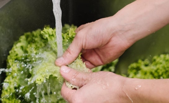 person washing lettuce