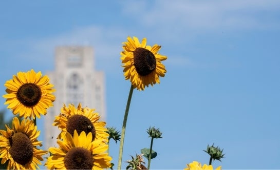 sunflowers in front of the Cathedral of Learning