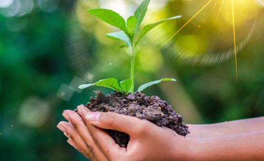 Hands holding dirt and plant